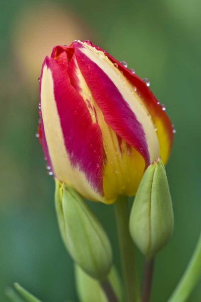 Ohio Close-up of single tulip flower with buds